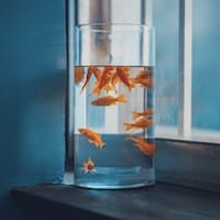 Hỗ trợ viên Lode88